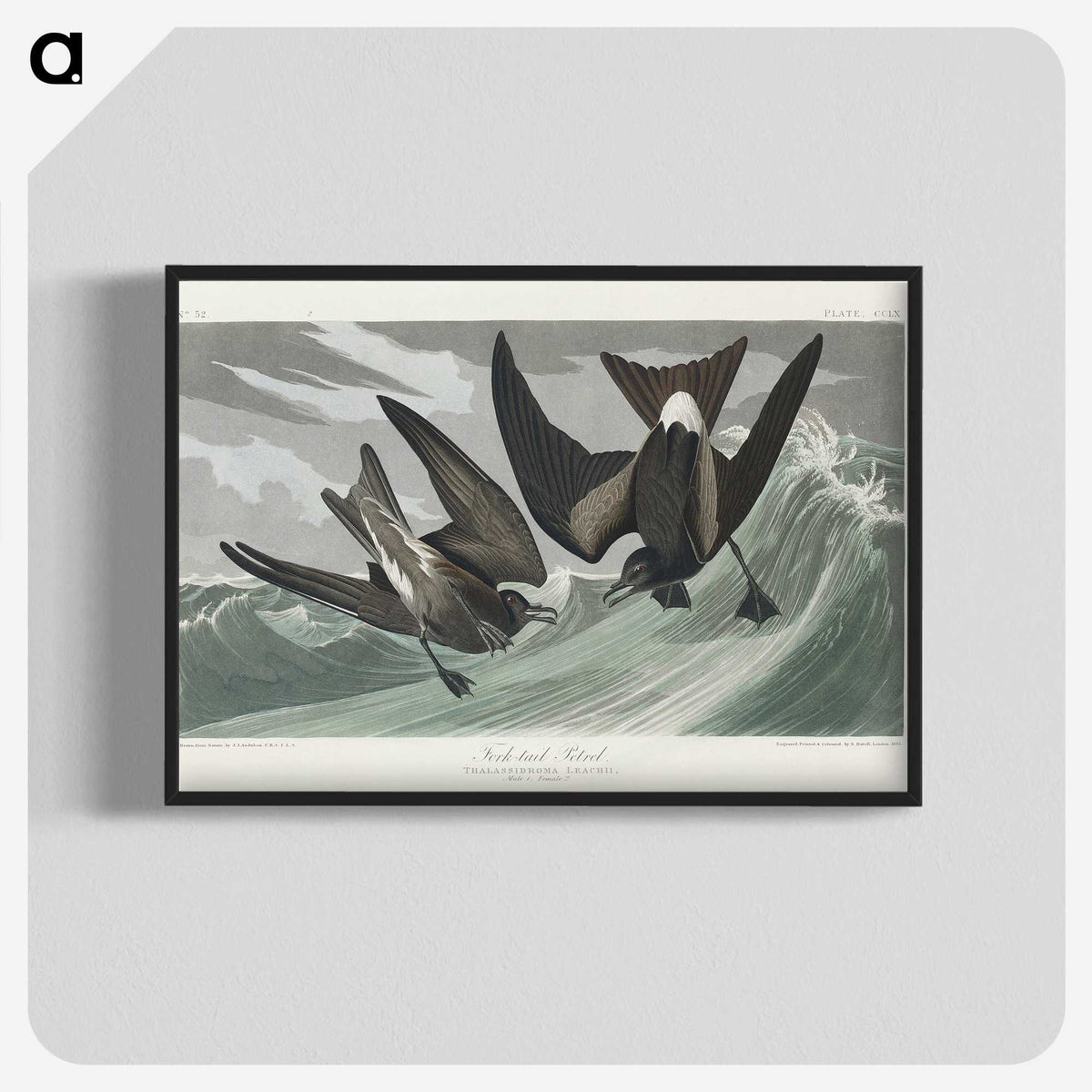 2-47_John-James-Audubon_blk-crop
