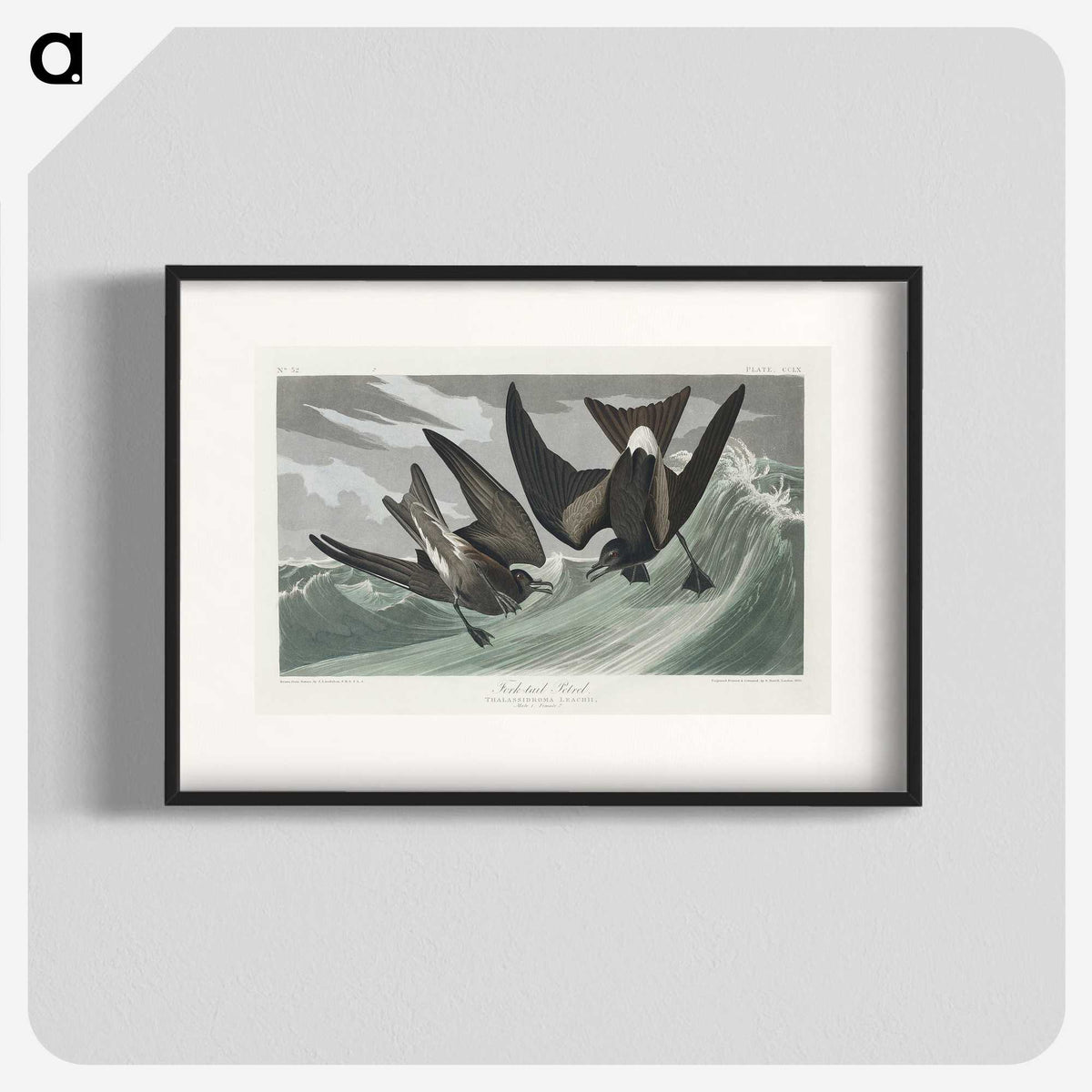 2-47_John-James-Audubon_blk