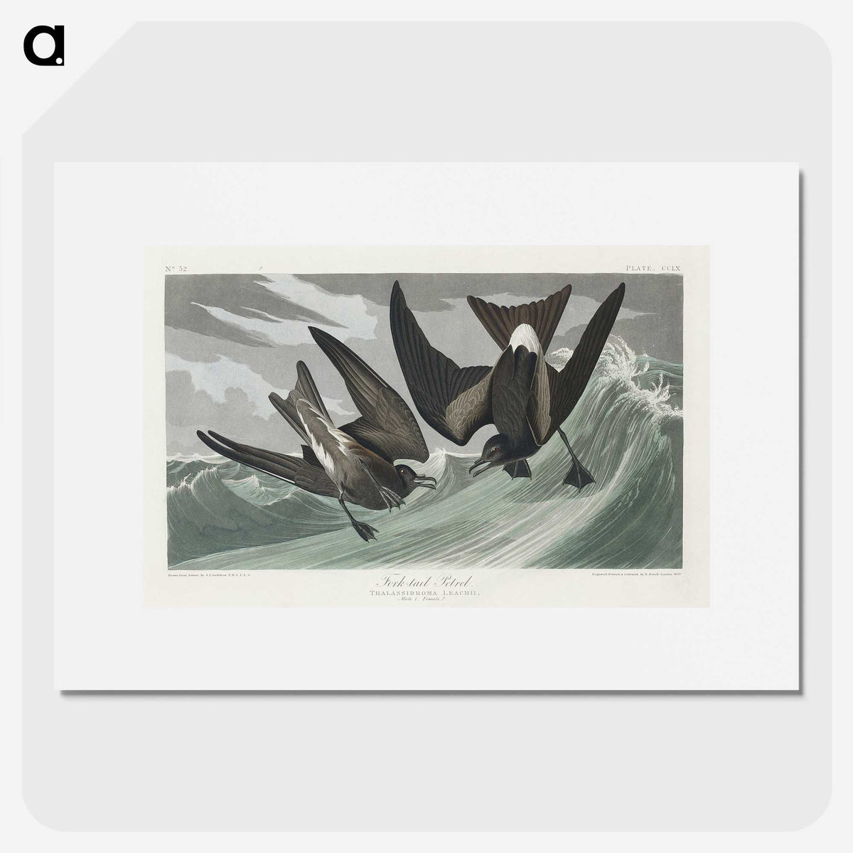 2-47_John-James-Audubon_picture