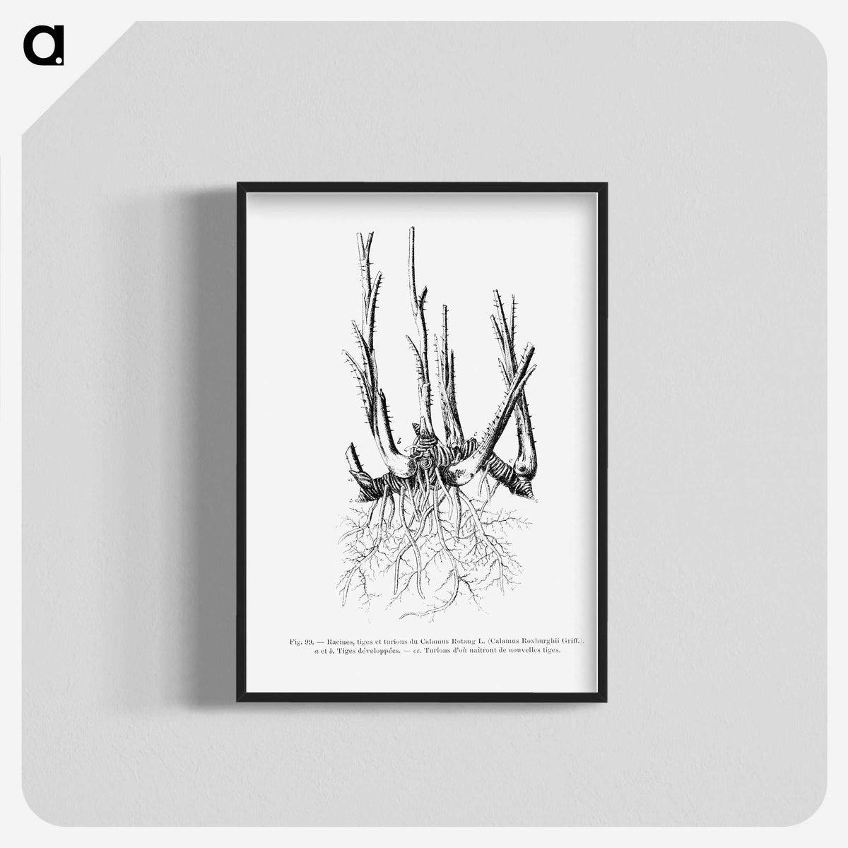 2-47_Les-Palmiers-Histoire-Iconographique_blk-crop