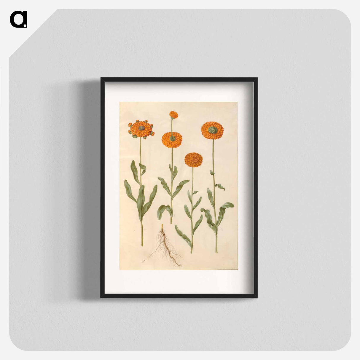 アートポスター-Calendula officinalis
- マリア ジビーラ メーリアン Poster.