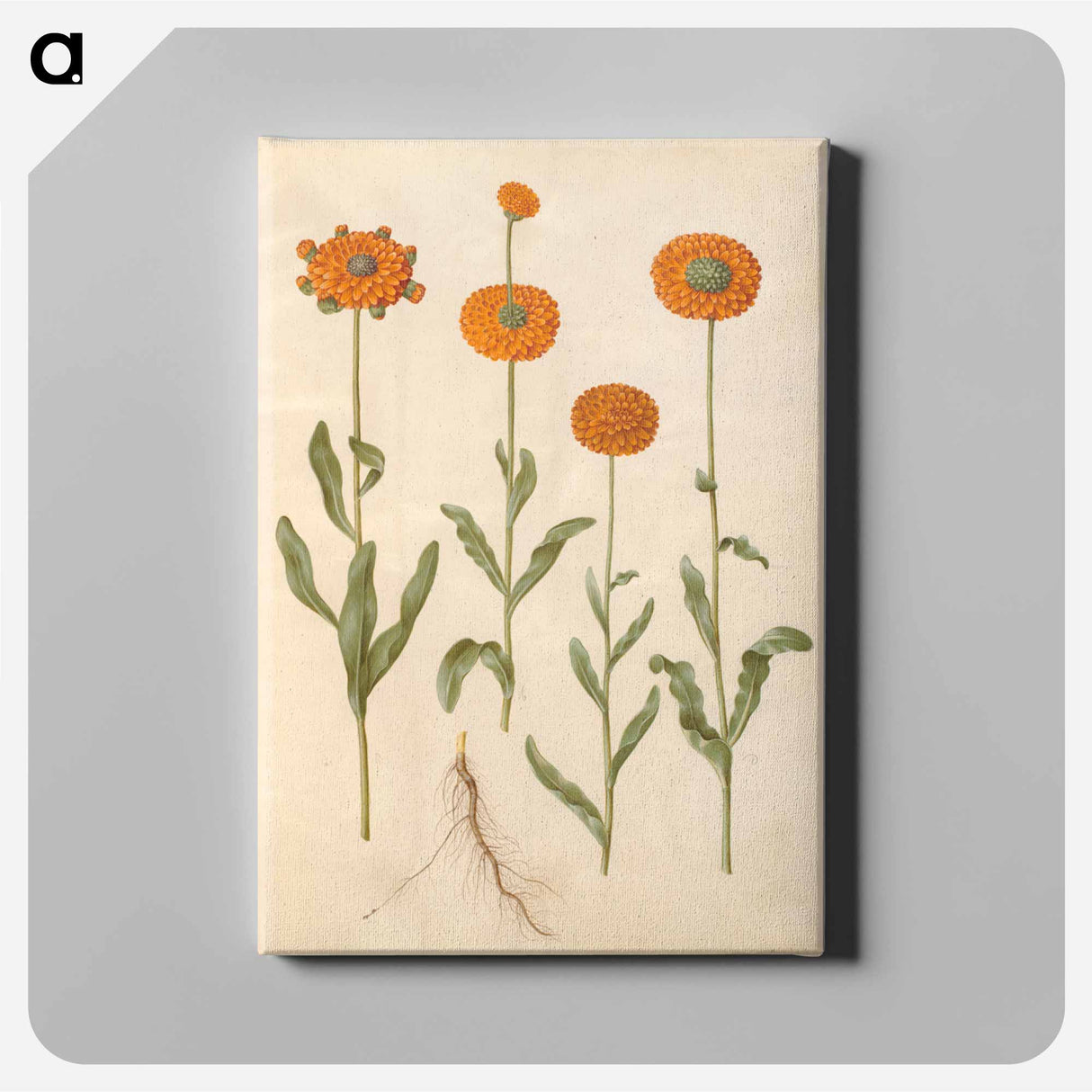 アートパネル-Calendula officinalis
- マリア ジビーラ メーリアン Canvas.