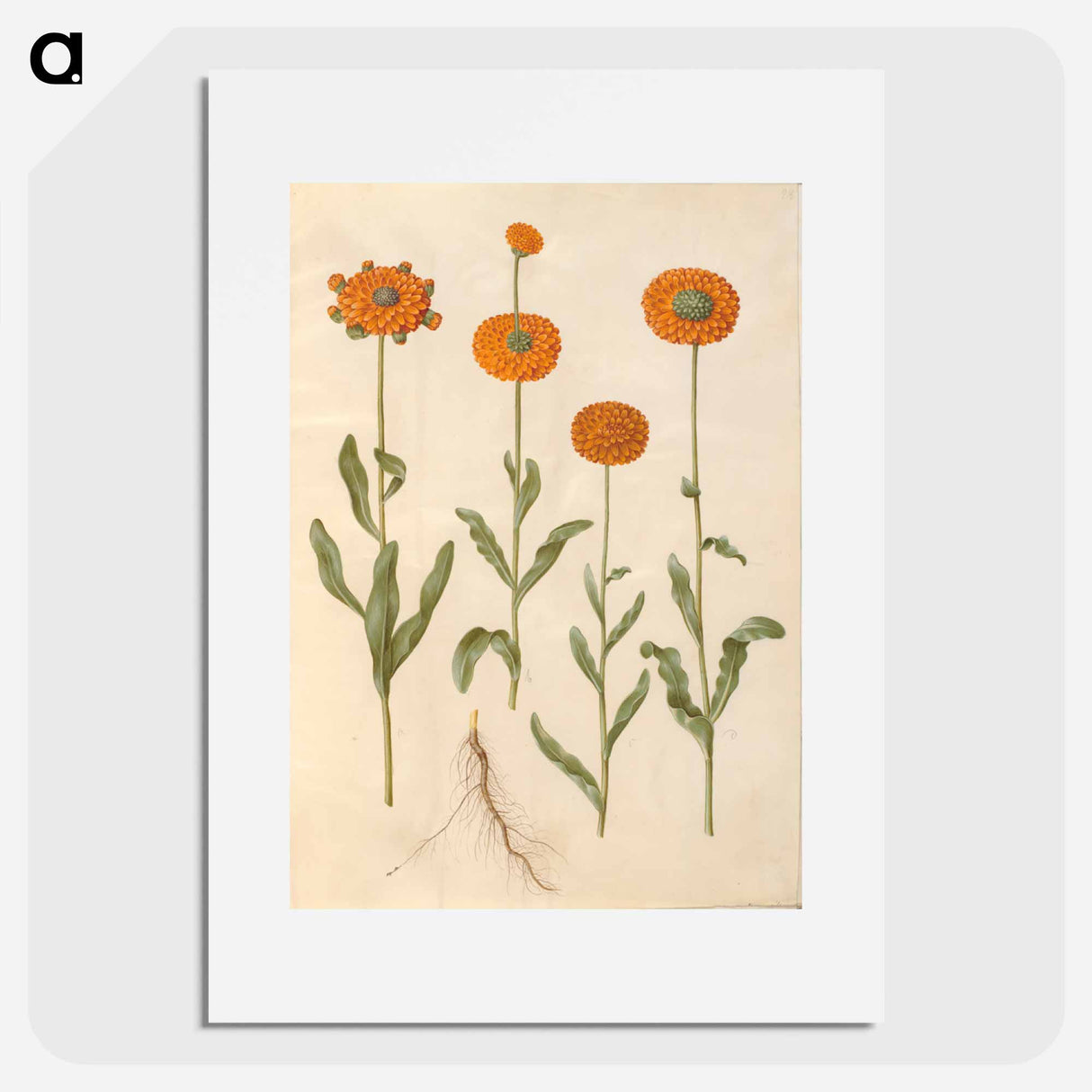 アートポスター-Calendula officinalis
- マリア ジビーラ メーリアン Poster.