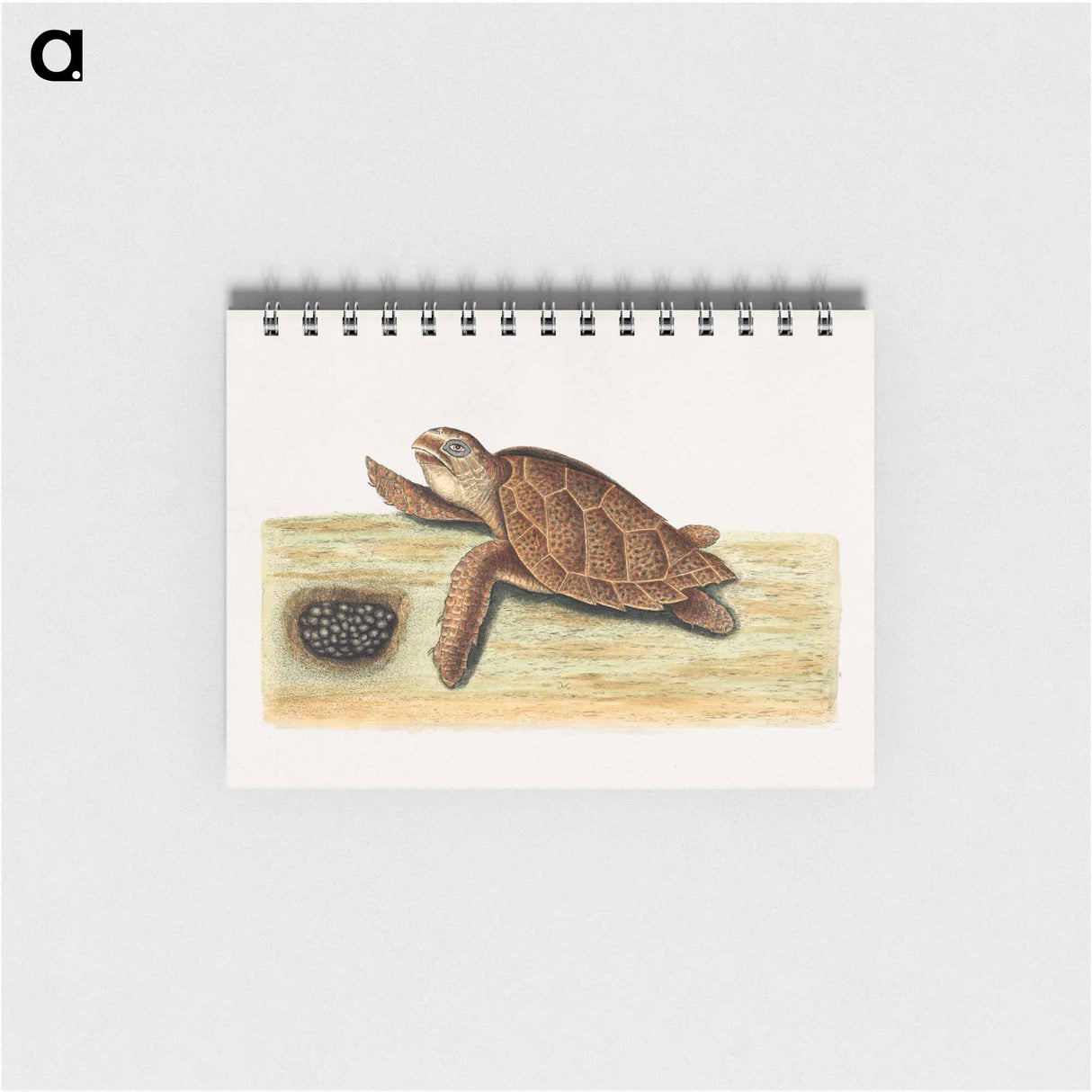 アートメモ帳-Sea Turtle with Eggs
- マーク ケイツビー Memo.