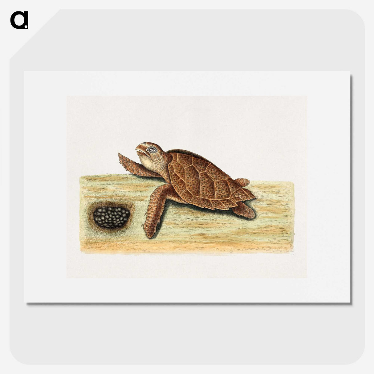 2-47_Mark-Catesby_picture