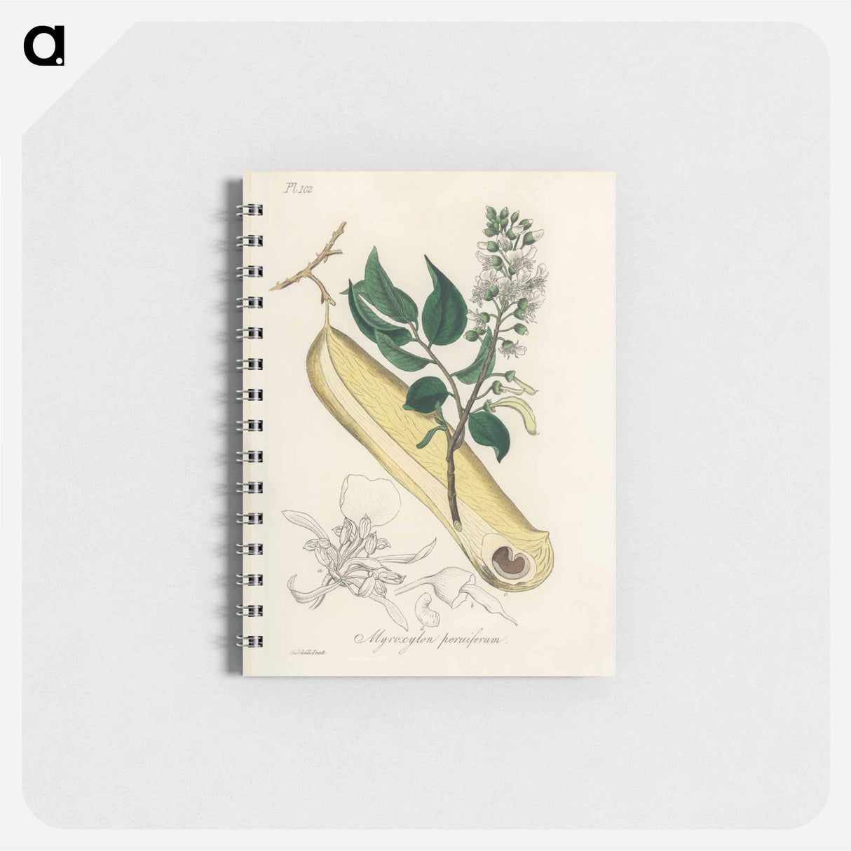 アートメモ帳-Myroxylon peruiferum
- 薬用植物学 Memo.