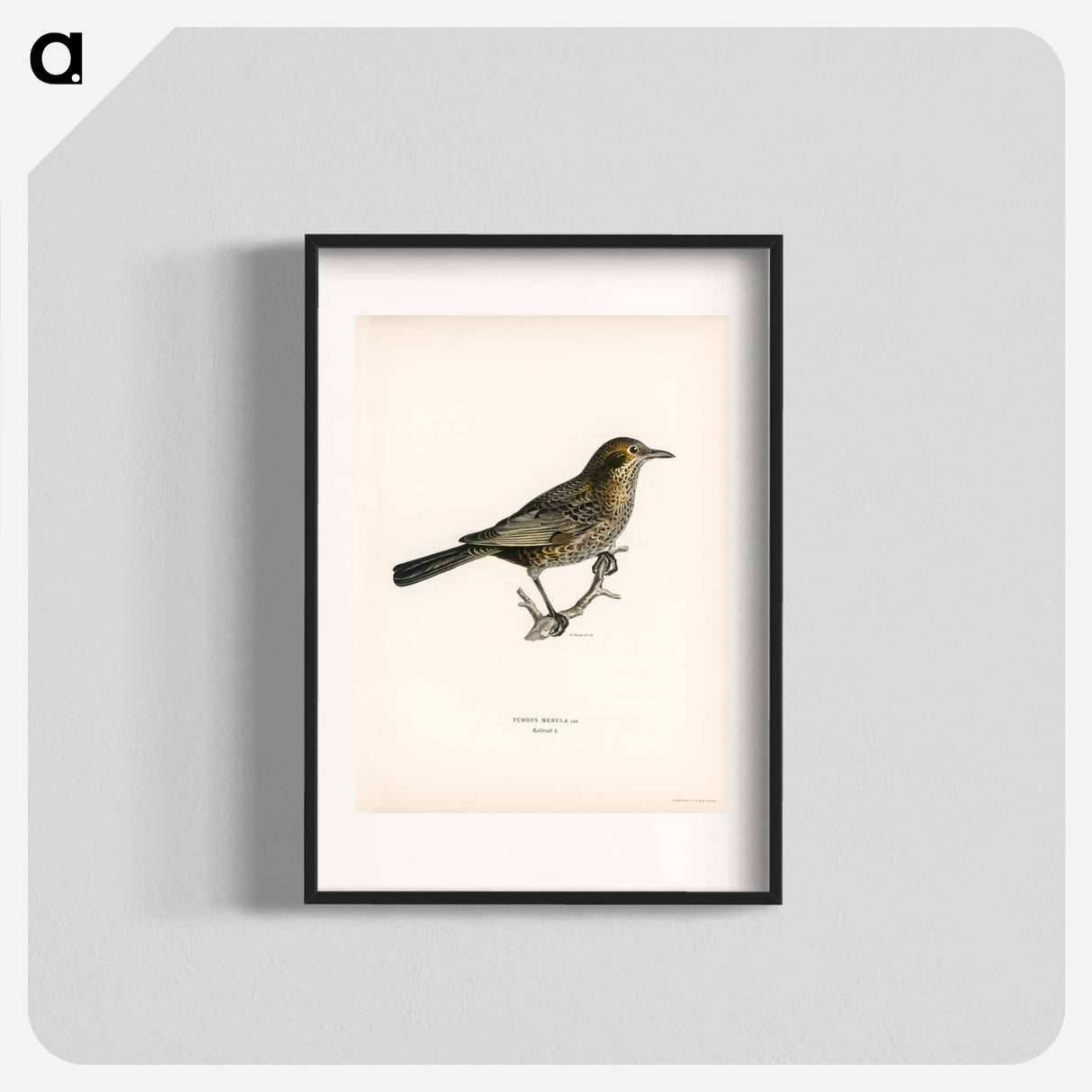 アートポスター-Blackbird
- スヴェンスカ フォグラル Poster.