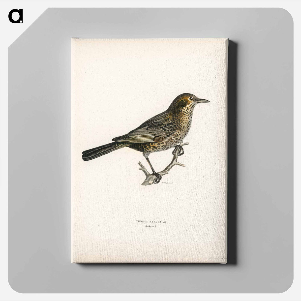 アートパネル-Blackbird
- スヴェンスカ フォグラル Canvas.