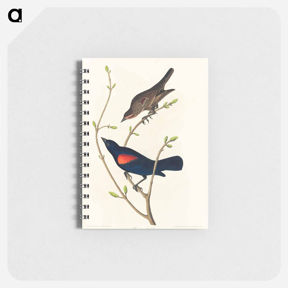 アートメモ帳-Prairie Starling
- アメリカの鳥たち Memo.
