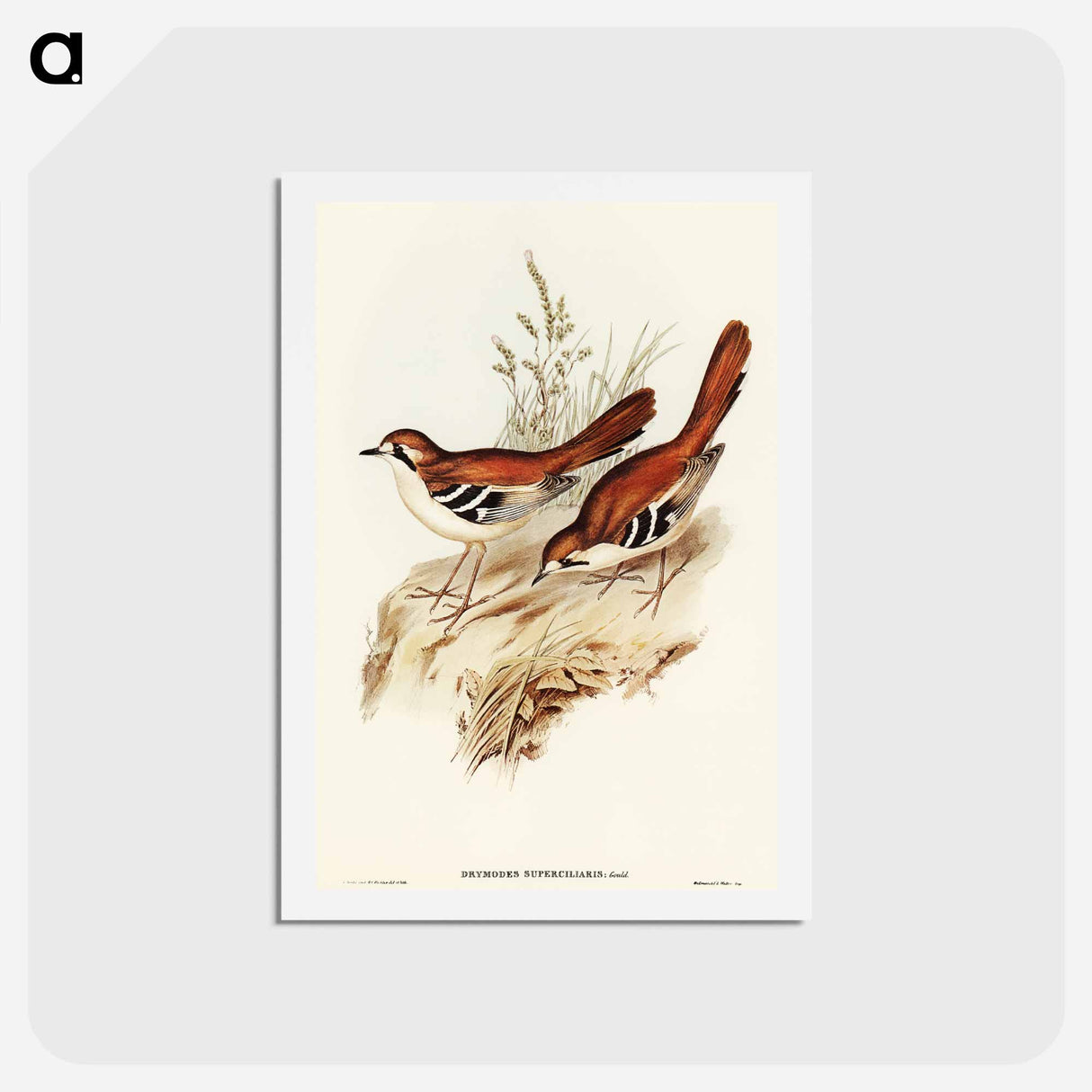 アートポストカード-Eastern Scrub-Robin
- オーストラリアの鳥 Postcard.