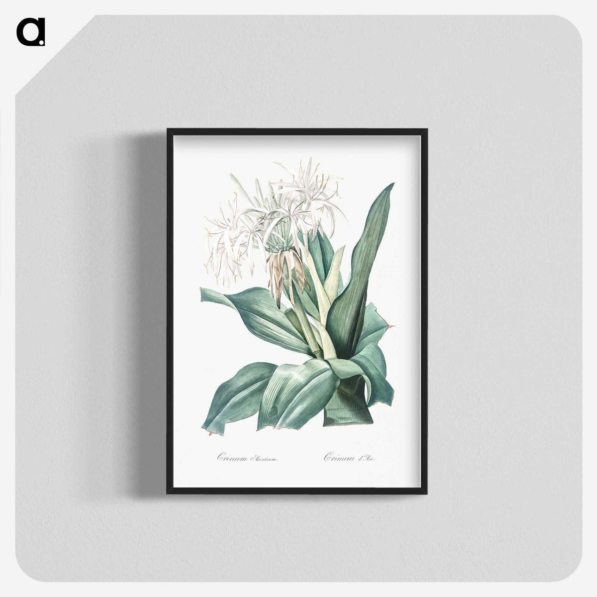 2-47_The-Lilies_blk-crop