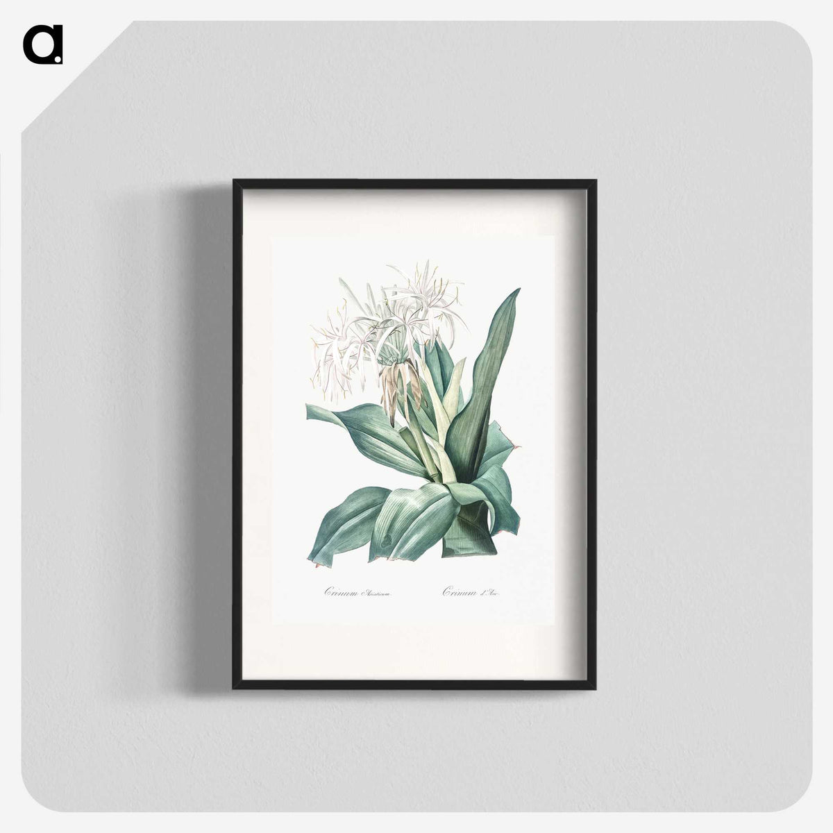 2-47_The-Lilies_blk