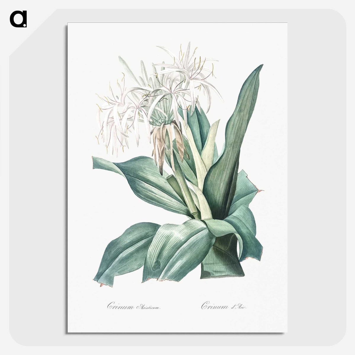 2-47_The-Lilies_picture-crop