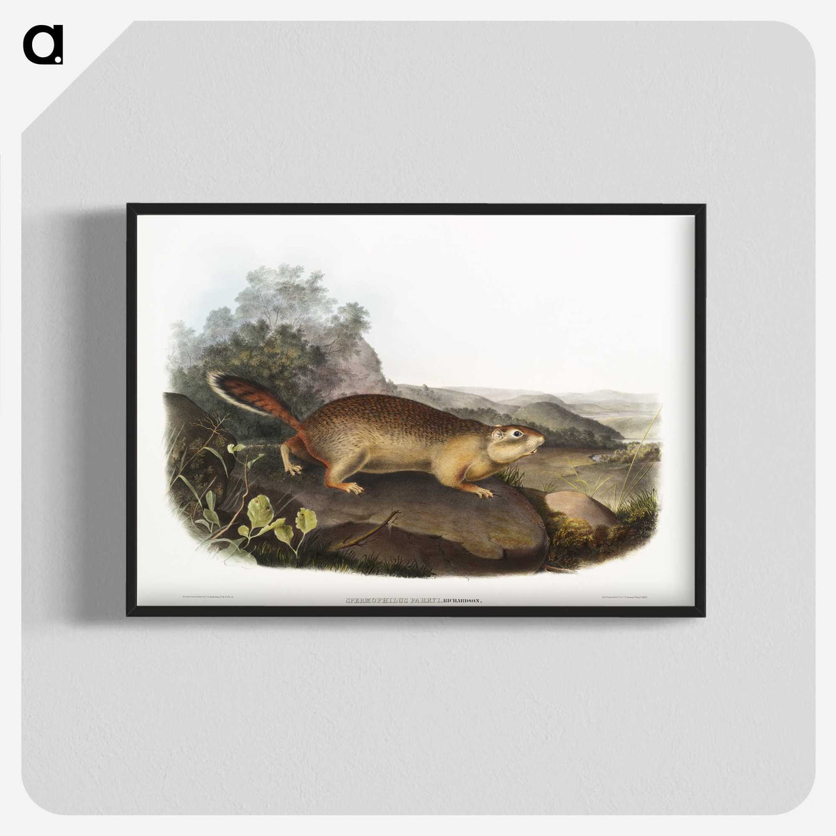 2-47_The-Viviparous-Quadrupeds_blk-crop