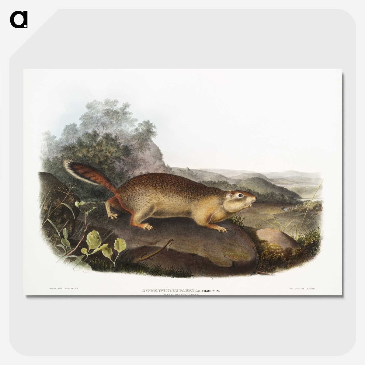 2-47_The-Viviparous-Quadrupeds_picture-crop