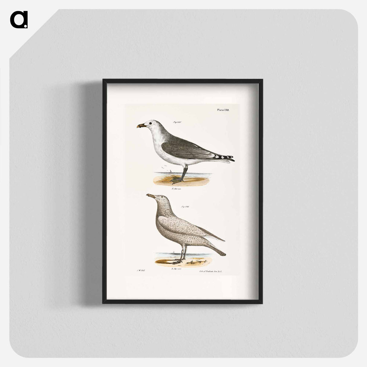 アートポスター-American Gull (Larus zonorhyncus) Winter Gull (Larus argentatus) illustration from Zoology of New York by - ニューヨークの動物学 Poster.