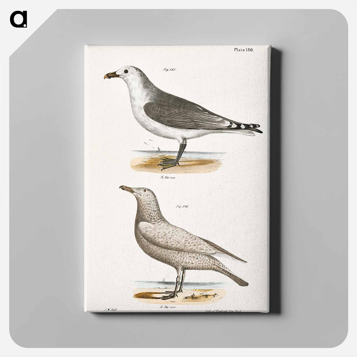 アートパネル-American Gull (Larus zonorhyncus) Winter Gull (Larus argentatus) illustration from Zoology of New York by - ニューヨークの動物学 Canvas.