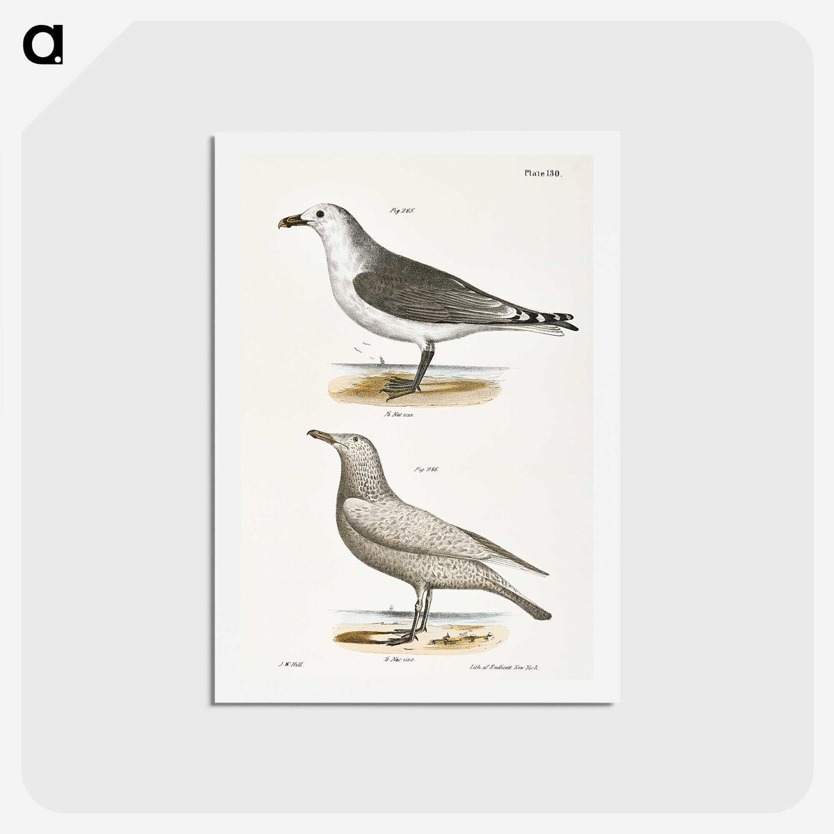 2-47_Zoology-of-New-York_hagaki