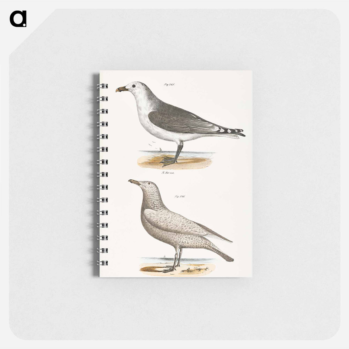 アートメモ帳-American Gull (Larus zonorhyncus) Winter Gull (Larus argentatus) illustration from Zoology of New York by - ニューヨークの動物学 Memo.
