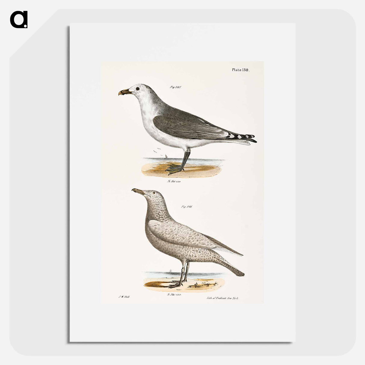 アートポスター-American Gull (Larus zonorhyncus) Winter Gull (Larus argentatus) illustration from Zoology of New York by - ニューヨークの動物学 Poster.