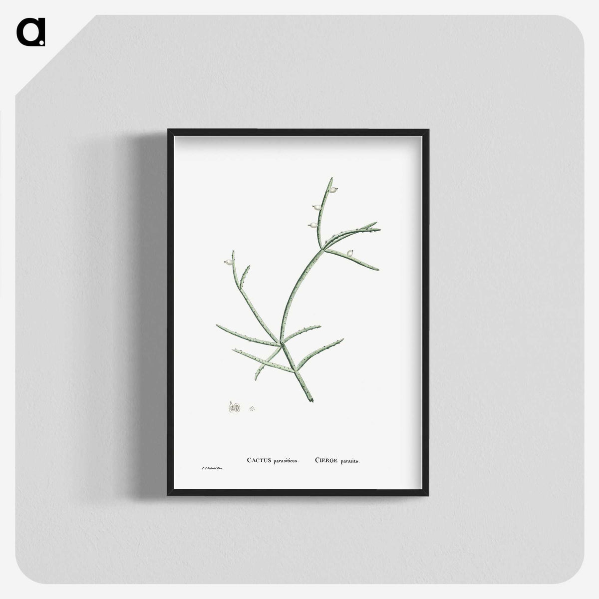 2-48_Histoire-des-Plantes-Grasses_blk-crop