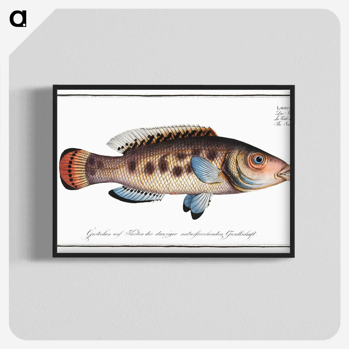 2-48_Ichtyologie-ou-Histoire-naturelle_blk-crop