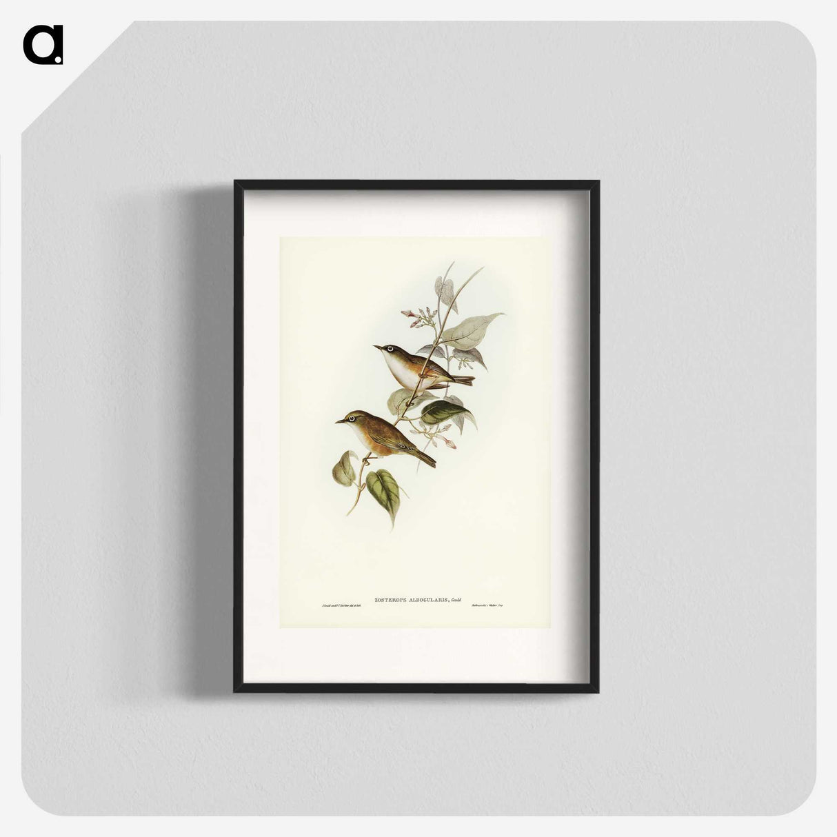 2-48_John-Gould_blk