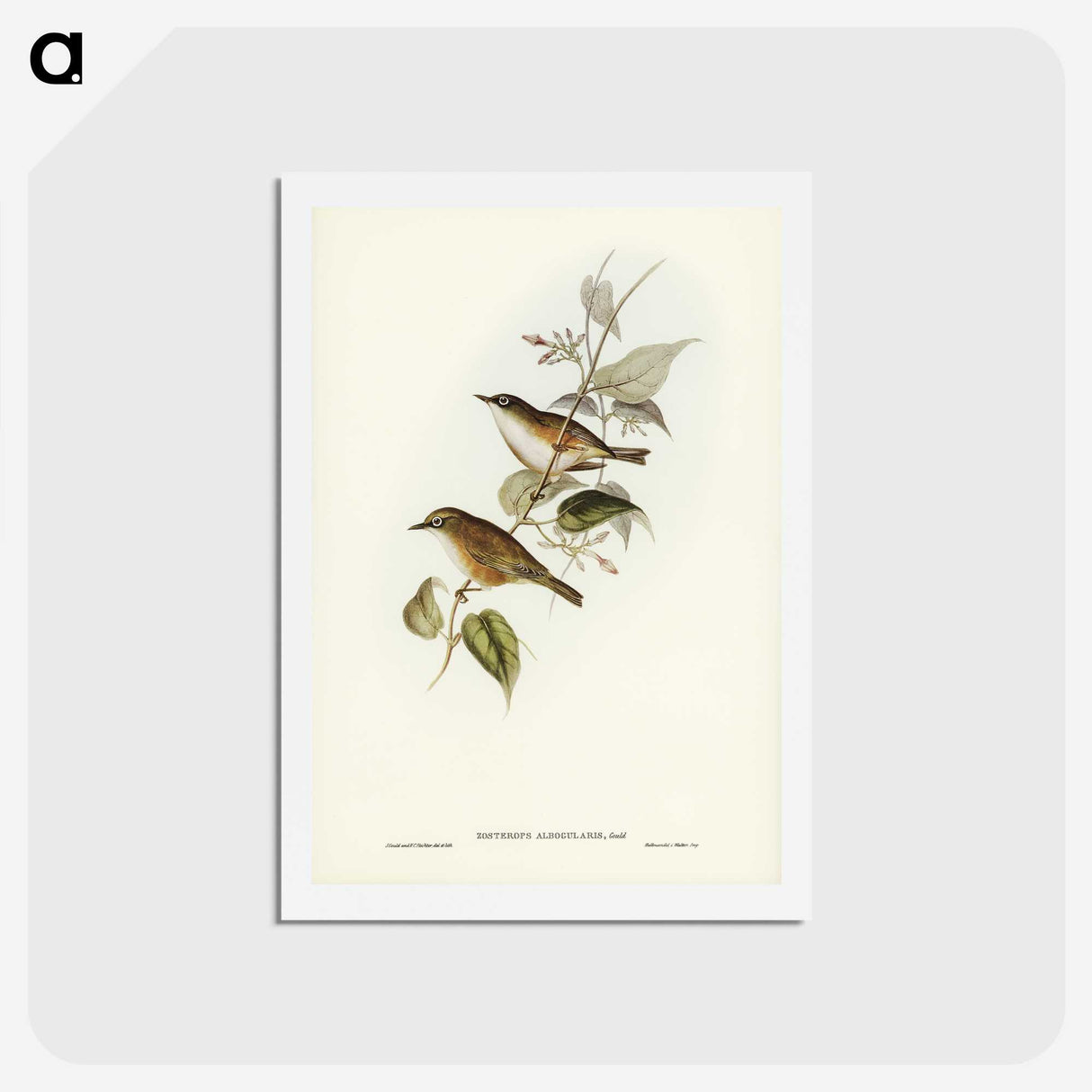 2-48_John-Gould_hagaki