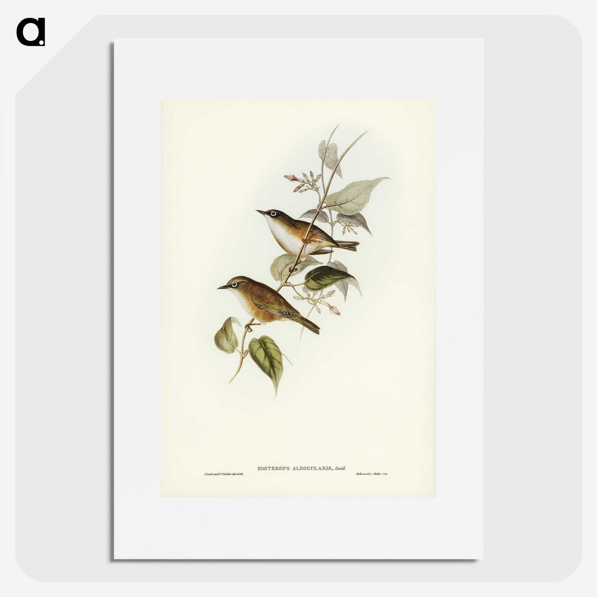 2-48_John-Gould_picture