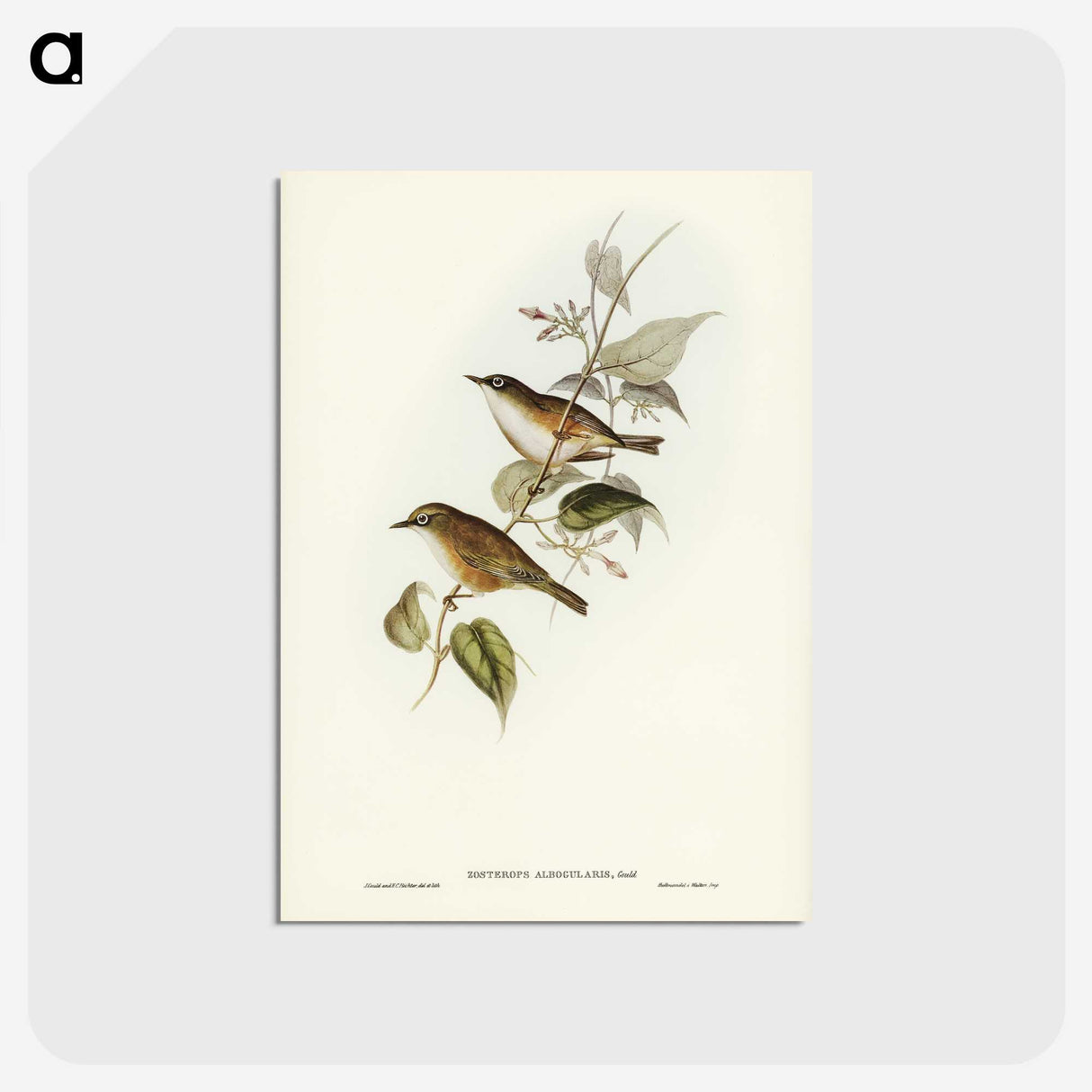 2-48_John-Gould_postcard