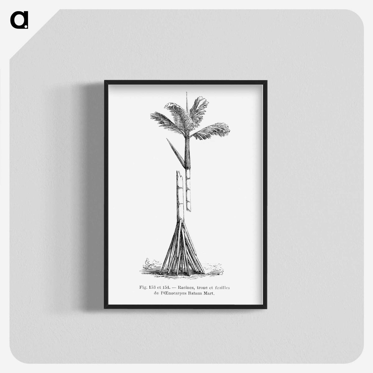 2-48_Les-Palmiers-Histoire-Iconographique_blk-crop