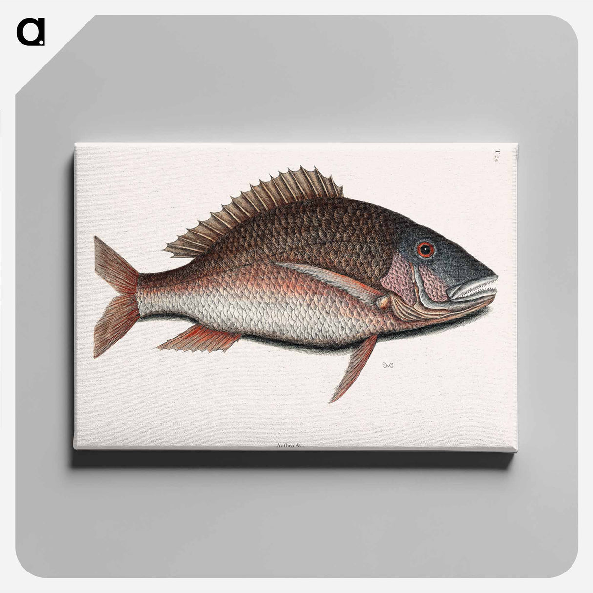 アートパネル-Mutton Fish
- マーク ケイツビー Canvas.