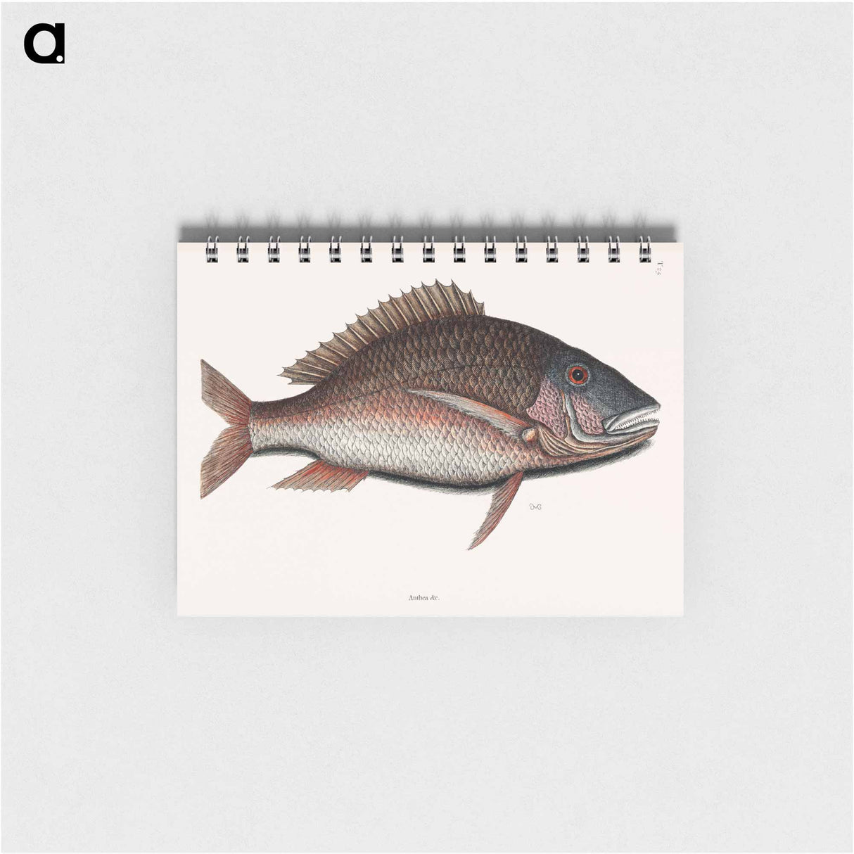アートメモ帳-Mutton Fish
- マーク ケイツビー Memo.