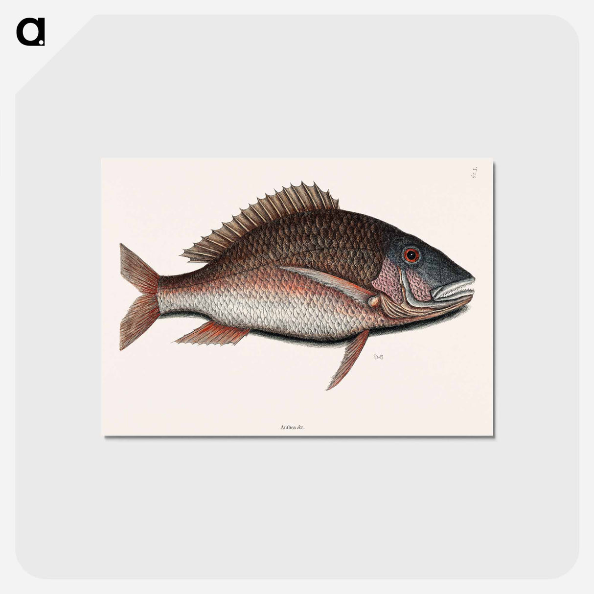 アートポストカード-Mutton Fish
- マーク ケイツビー Postcard.