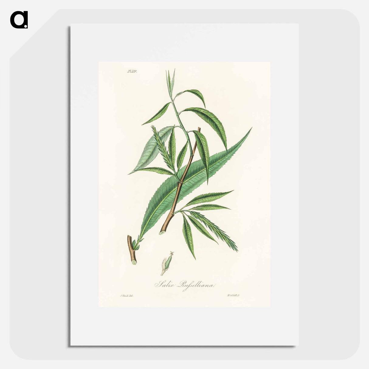 アートポスター-Salix rufselliana
- 薬用植物学 Poster.