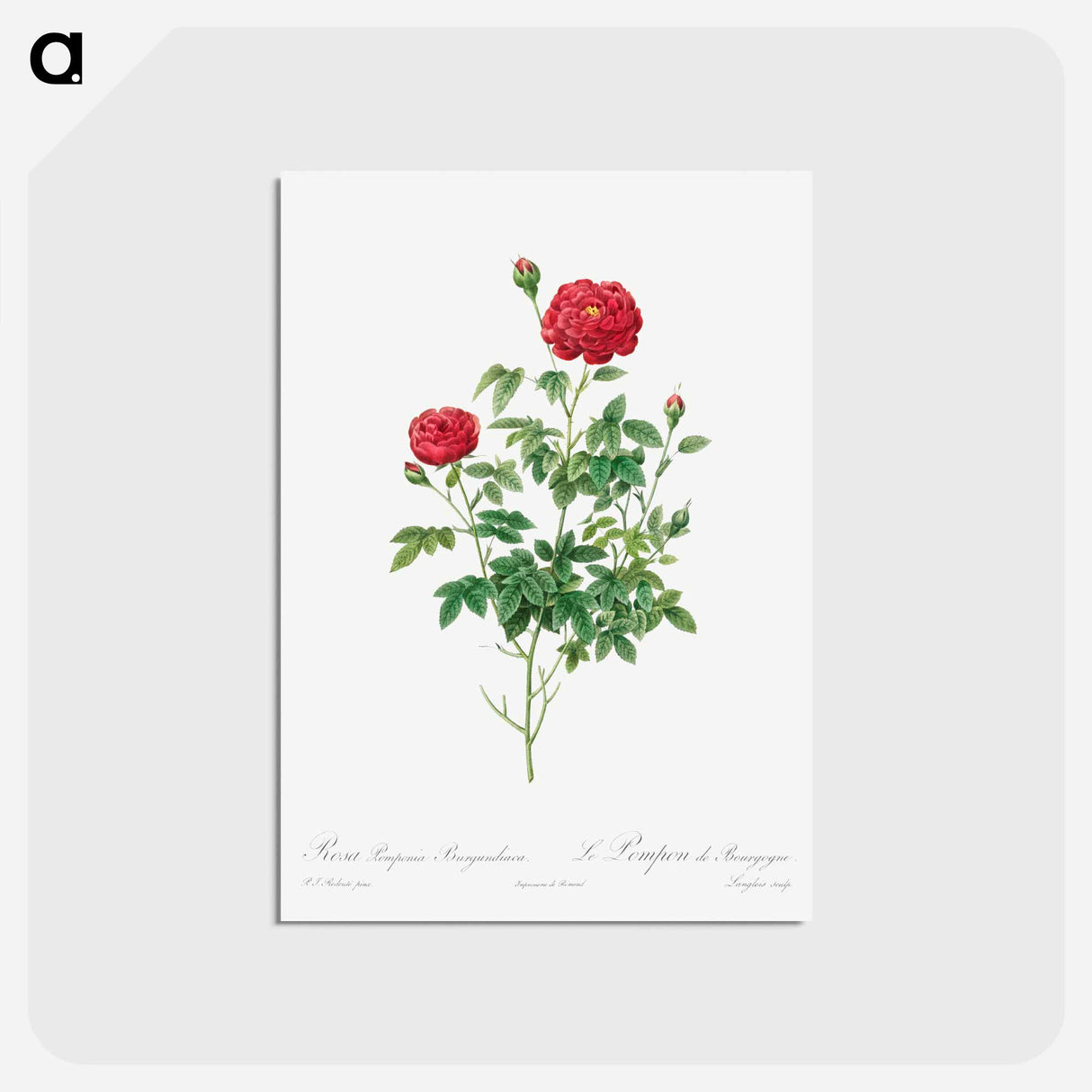 アートポストカード-Pompon Rose - ピエール ジョゼフ ルドゥーテ Postcard.
