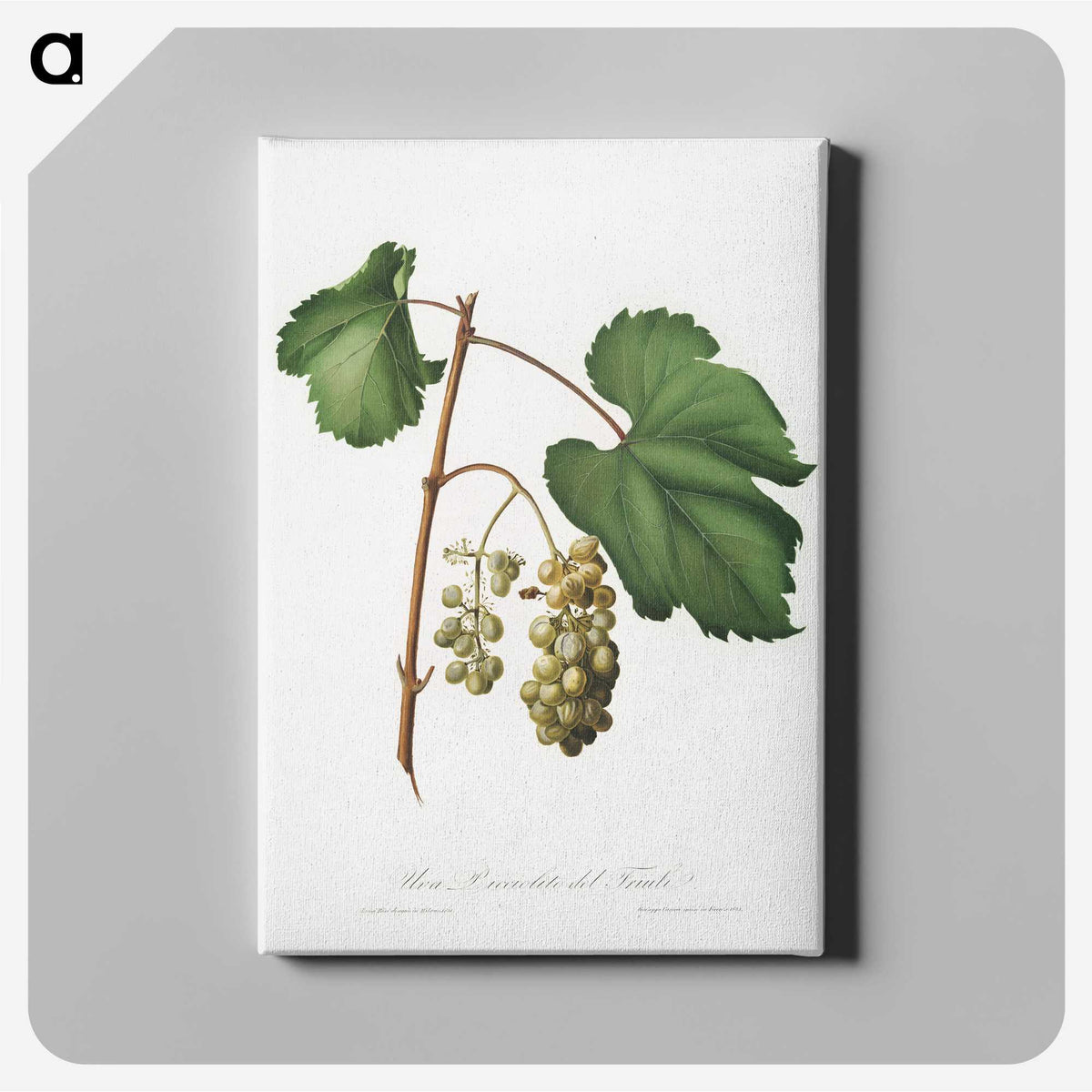 2-48_Pomona-Italiana_canvas
