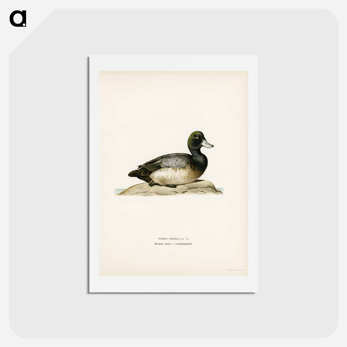 アートポストカード-Greater Scaup
- スヴェンスカ フォグラル Postcard.