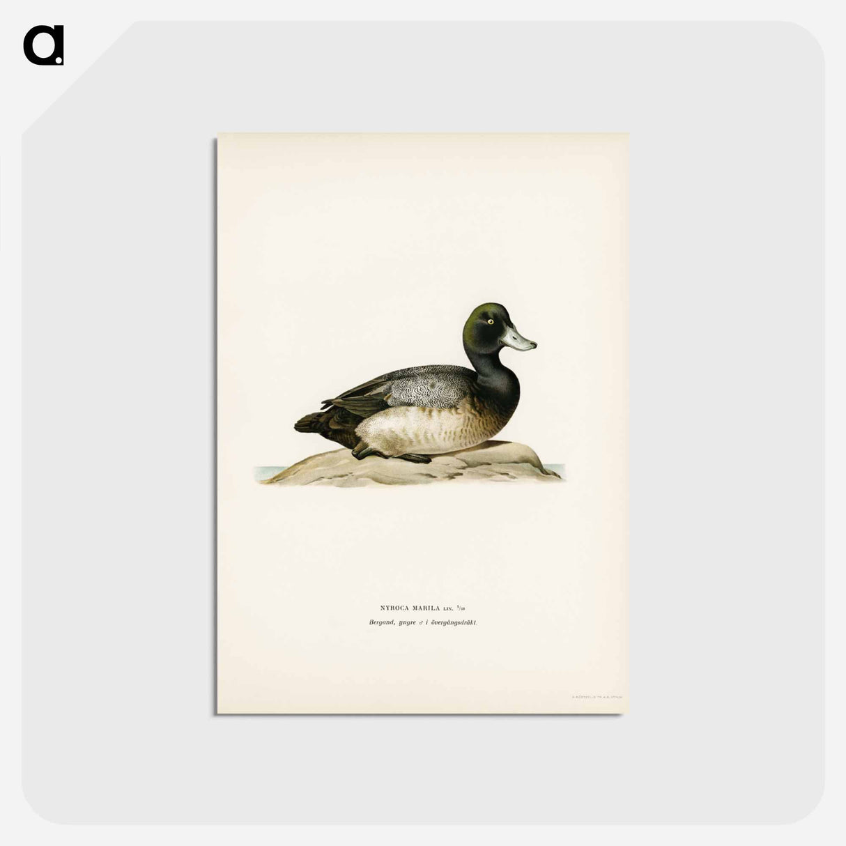 アートポストカード-Greater Scaup
- スヴェンスカ フォグラル Postcard.