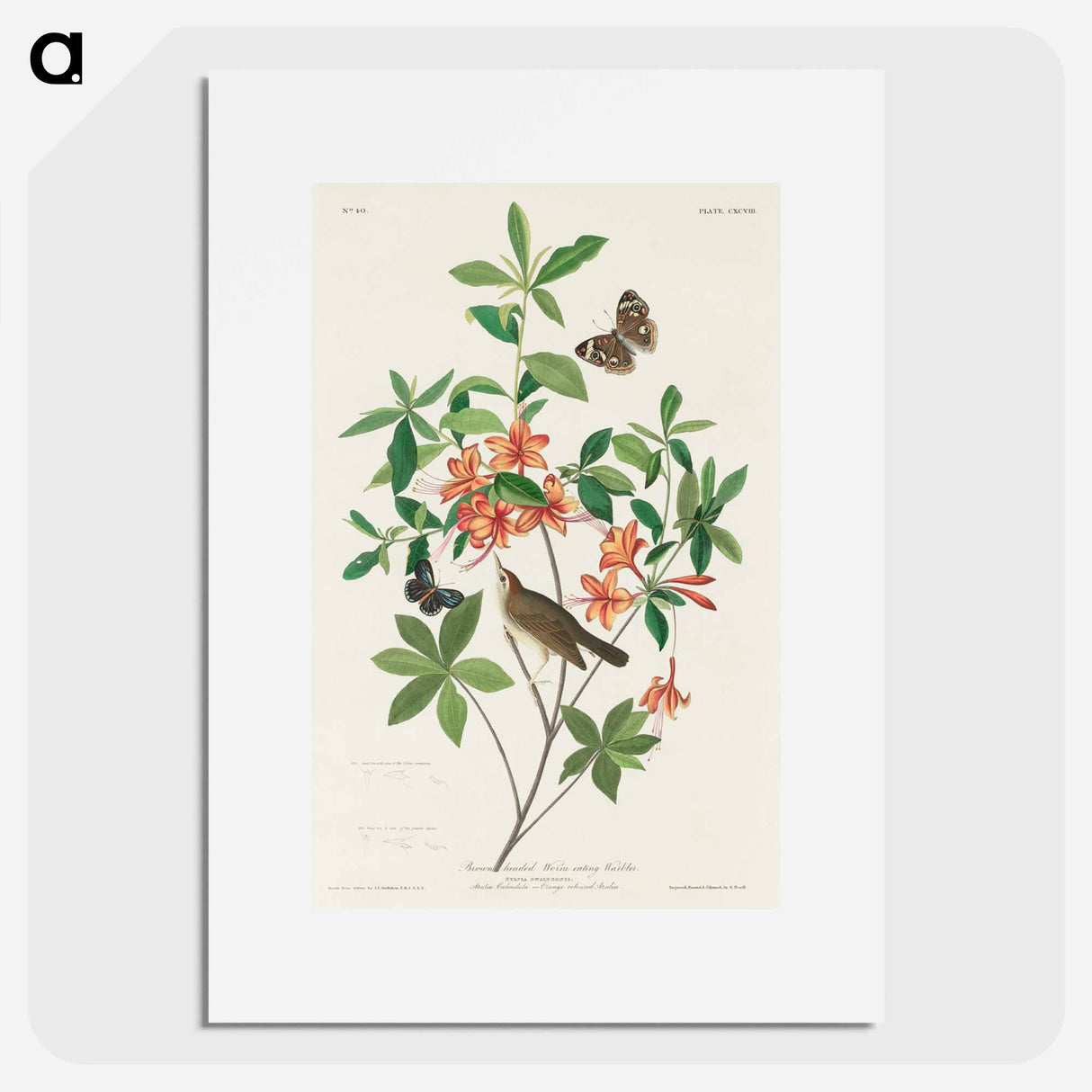 アートポスター-Brown headed Worm eating Warbler from Birds of America
- アメリカの鳥たち Poster.