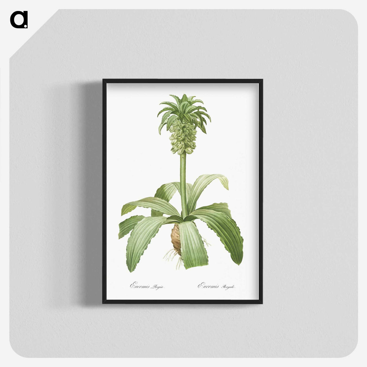 2-48_The-Lilies_blk-crop