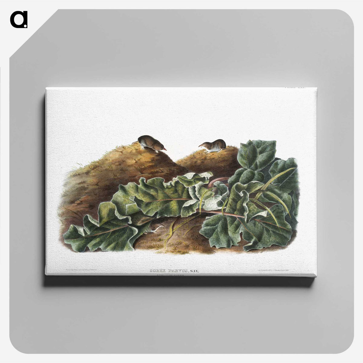 2-48_The-Viviparous-Quadrupeds_canvas