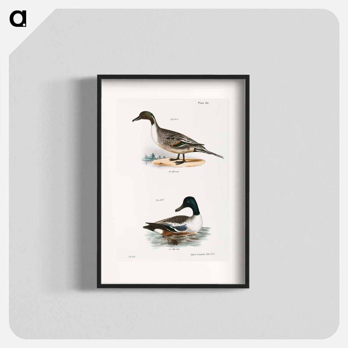 Pintail Duck (Anas acuta) Shoveller or Spoonbill (Anas clypeata) illustration from Zoology of New York by James Ellsworth De Kay - Zoology of New York Poster.