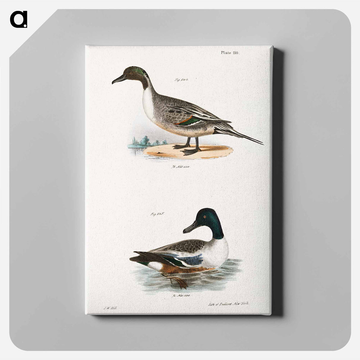 Pintail Duck (Anas acuta) Shoveller or Spoonbill (Anas clypeata) illustration from Zoology of New York by James Ellsworth De Kay - Zoology of New York Canvas.