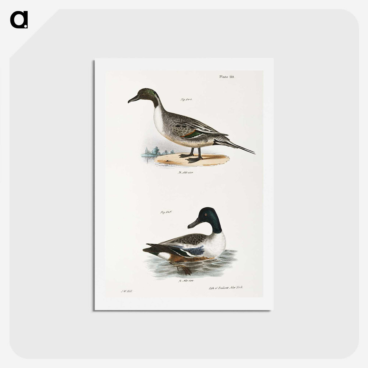 2-48_Zoology-of-New-York_hagaki