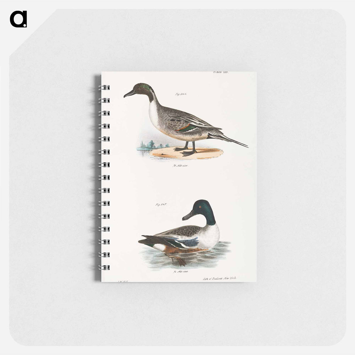 Pintail Duck (Anas acuta) Shoveller or Spoonbill (Anas clypeata) illustration from Zoology of New York by James Ellsworth De Kay - ニューヨークの動物学 Memo.