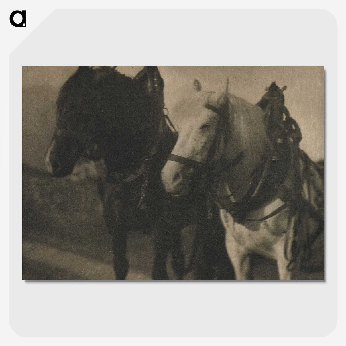 2-49_Alfred-Stieglitz_picture-crop
