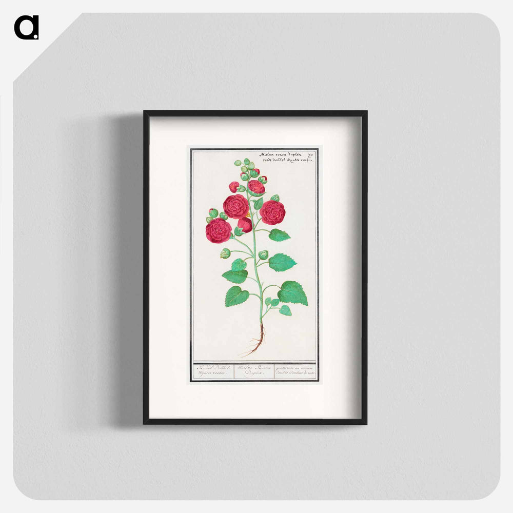 Hollyhock - アンセルムス ボエティウス デ ブート Poster.