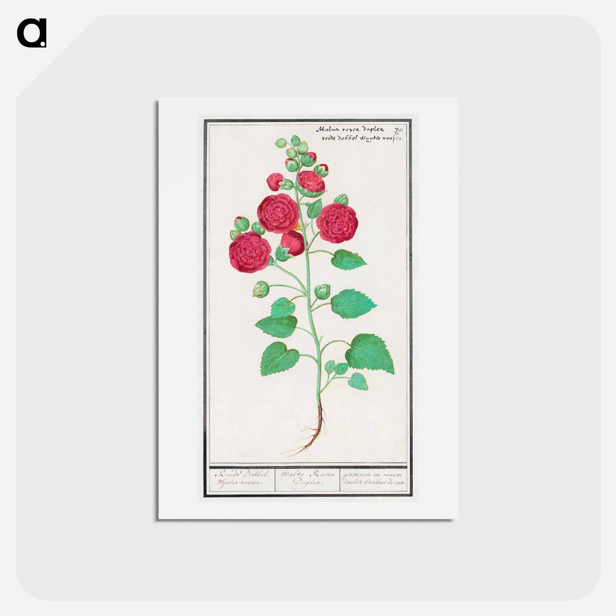 アートポストカード-Hollyhock - アンセルムス ボエティウス デ ブート Postcard.