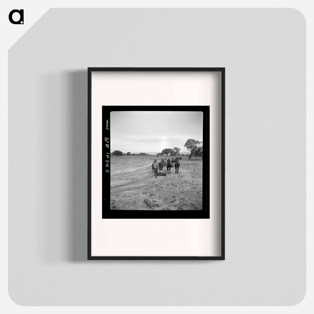 Leveling the land for irrigation on the Bosque Farms project - Dorothea Lange Poster.